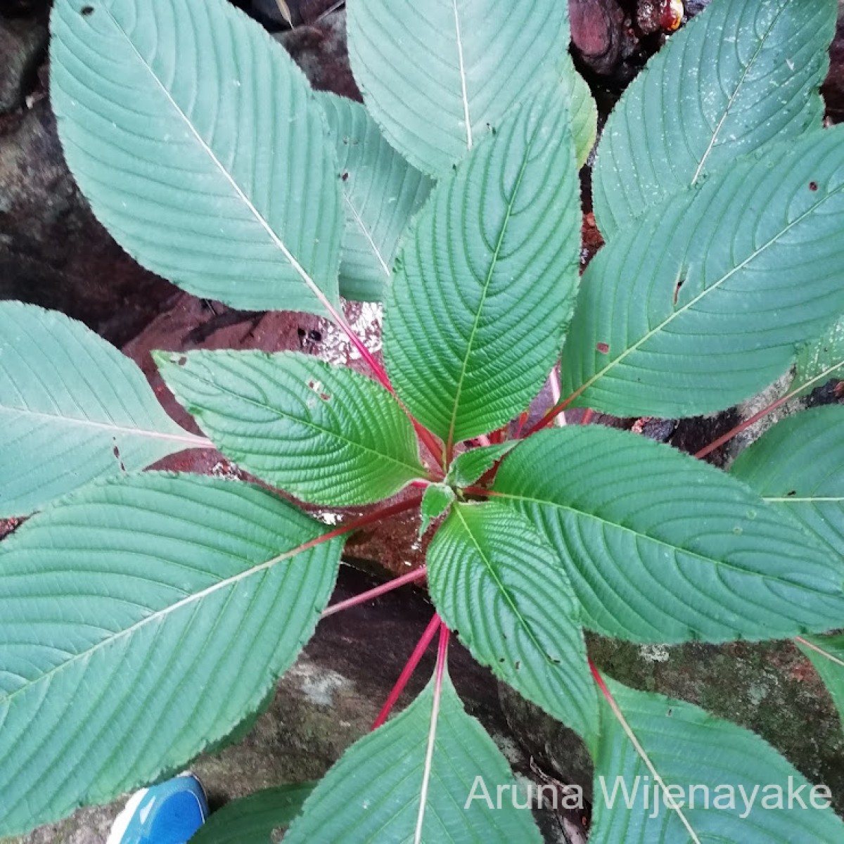 Impatiens macrophylla Gardner ex Hook.